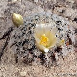 Mammillaria roemeri SanJuanCapistrano GFM.jpg